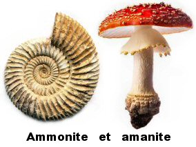ammonite et amanite
